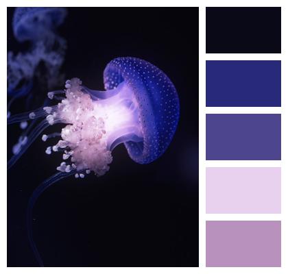 Tentacles Jellyfish Phone Wallpaper Image